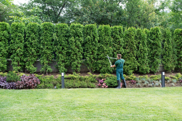 Best Lawn Watering Services  in Forsyth, MT